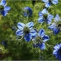 بذور الحبة السوداء البلدي