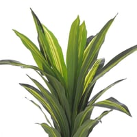 نبتة أڤيرا – لمسة خضراء بواقعية فائقة بارتفاع 100...