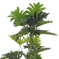 نبتة "مونتيرا الاستوائية" – 120 سم