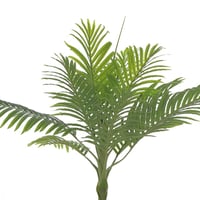 نخلة فيستا – أناقة استوائية بارتفاع 110 سم