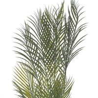 نخلة مارابيلا – فخامة التفاصيل الخضراء