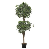 نبتة "دارَك فوليّا" – تصميم أنيق وطبيعي