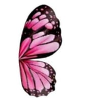 تغاليف ورد فراشه ملون