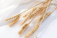 تزيين نبات القمح الميني المجفف