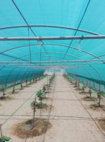 شبك الجزيرة 4×50×60%