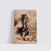 خيل الصحراء