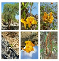 فرفار 50 بذرة لون الزهور برتقالي أو أحمر