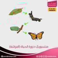 منتسوري دورة الحياة (الفراشة)