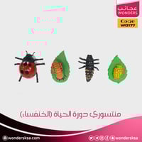 منتسوري دورة الحياة (الخنفساء)