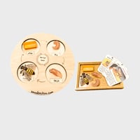 منتسوري دورة الحياة (النحلة)