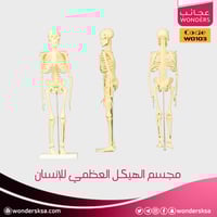 مجسم الهيكل العظمي للإنسان