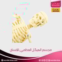 مجسم الهيكل العظمي للإنسان