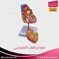 نموذج القلب التشريحي الطبي