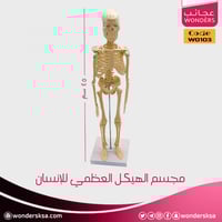 مجسم الهيكل العظمي للإنسان