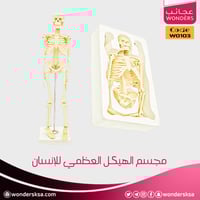 مجسم الهيكل العظمي للإنسان