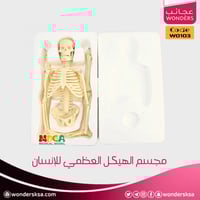مجسم الهيكل العظمي للإنسان