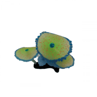 نباتات ديكور لحوض الاسماك