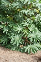 بذور شجرة الخروع ( Ricinus communis )