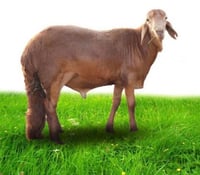 خروف ساكنى (مرابى)