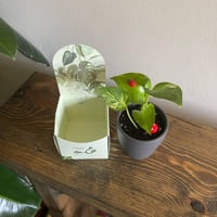 بوتس بحوض فخار