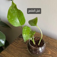 ملمع نبات