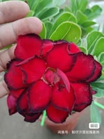 Red Desert Rose