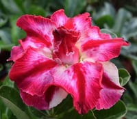 Pink Impala Lily