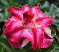 Pink Impala Lily