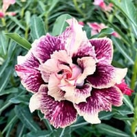 Purple Impala Lily