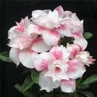 White Desert Rose