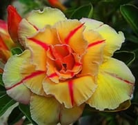 Yellow Desert Rose
