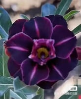 Purple Desert Rose