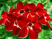 Red Sabi Star