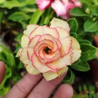Pink Impala Lily