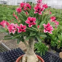 Pink Desert Rose