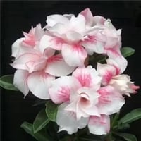 White Desert Rose