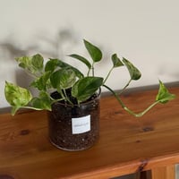 نبتة البوتس ماربل كوين ( ملكة الرخام ) - كبير