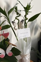 بامبو متنوع - فازة زجاجية مع اضافة جلد