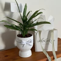 أجلونيما - مركن سيراميك ابيض