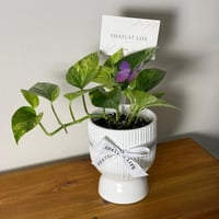 نبتة البوتس ماربل كوين ( ملكة الرخام ) - مركن ابيض