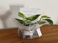 نبتة البوتس ماربل كوين ( ملكة الرخام ) - حجم وسط