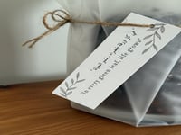 نبتة البوتس ماربل كوين ( ملكة الرخام ) - حجم وسط