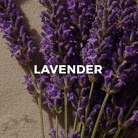 Lavendar
