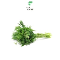 شبت طازج 2 ربطات شبت
