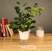 مزهرية خضار منسق