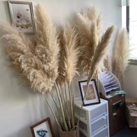 ريش طبيعي طويل