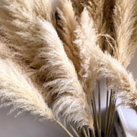 ريش طبيعي طويل