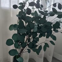 ورق زينة طبيعي مجفف لتنسيق الفازات والديكور الداخل...