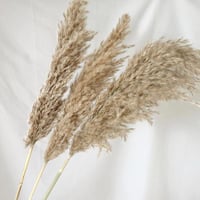 ريش طبيعي طويل