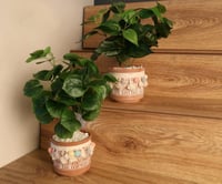 مزهرية خضار منسق